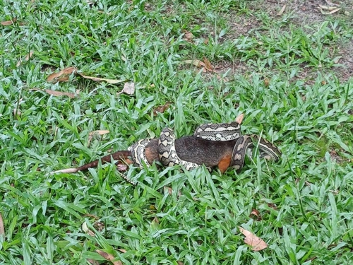 Coastal Carpet Python sighting