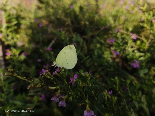 Common Grass Yellow