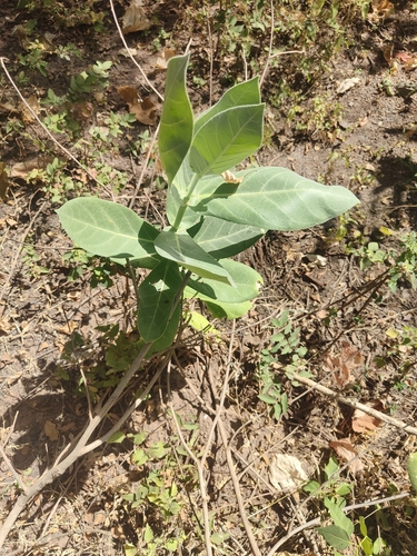 giant milkweed