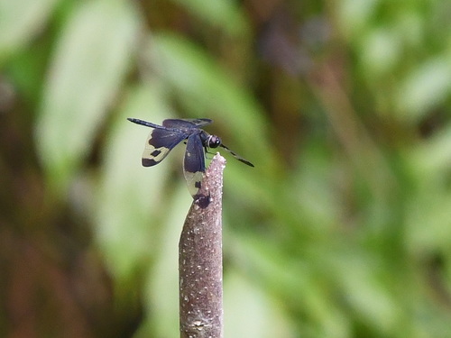 Pied Sapphire Flutterer