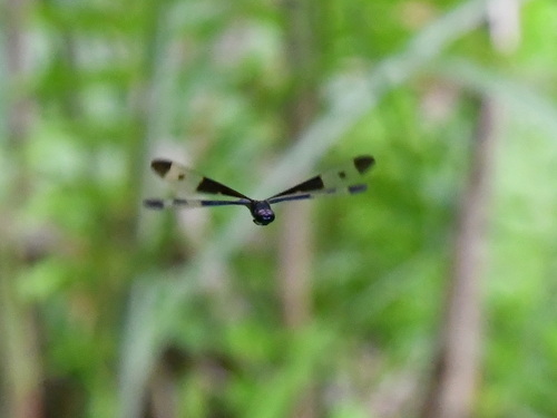 Pied Sapphire Flutterer