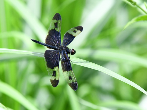 Pied Sapphire Flutterer