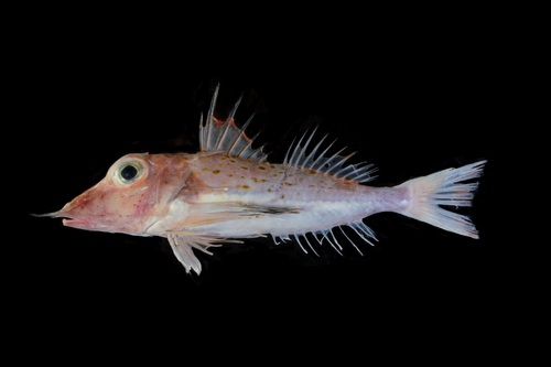 Pterygotrigla ryukyuensis