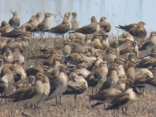Black-winged Pratincole