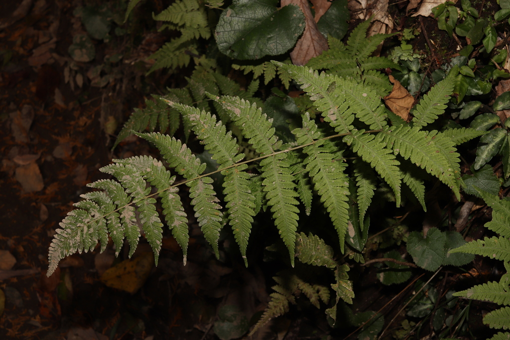 Metathelypteris laxa (Metathelypteris laxa)