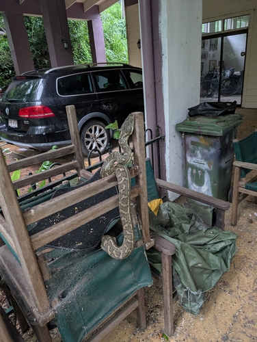 Coastal Carpet Python sighting