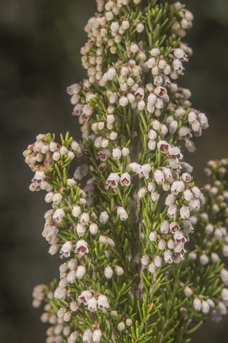 Tree heath
