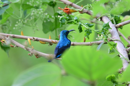 Purple Sunbird