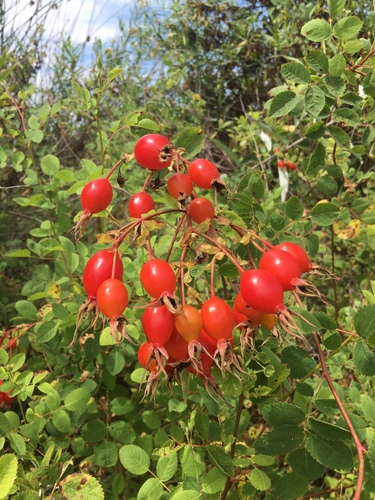 iNaturalist observation photo of California Wild Rose