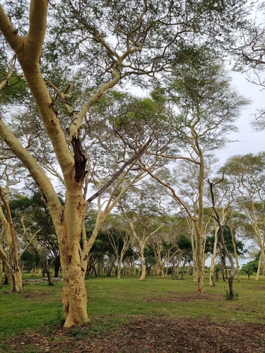 Vachellia xanthophloea (Benth.) Banfi & Galasso