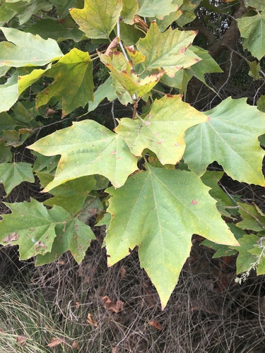 iNaturalist observation photo of western sycamore