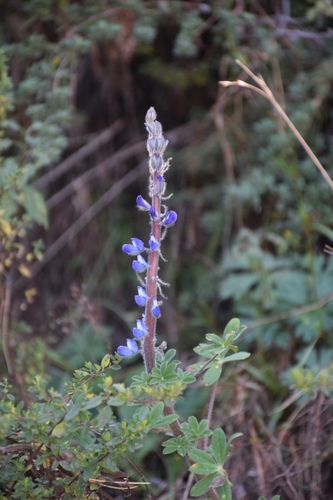 Lupinus tominensis