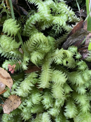 Schistochila lamellata