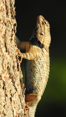 Clark's Spiny Lizard