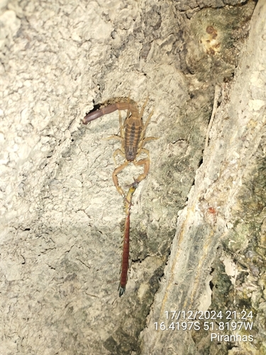 Tityus trivittatus