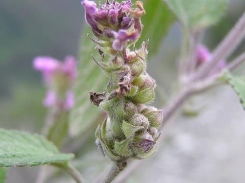 Ternate Lantana
