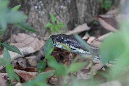 Coastal Carpet Python sighting