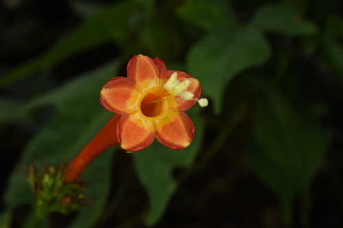 Ipomoea lutea
