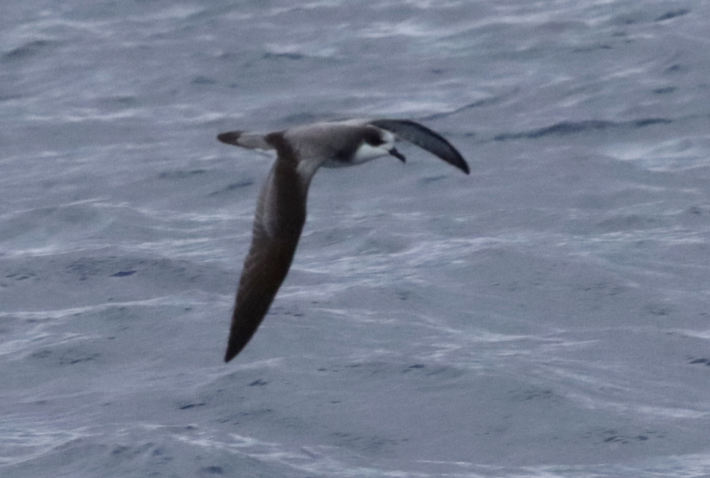 Stejneger's Petrel photo