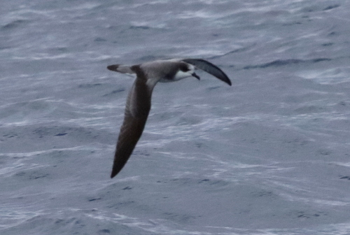 Stejneger's Petrel