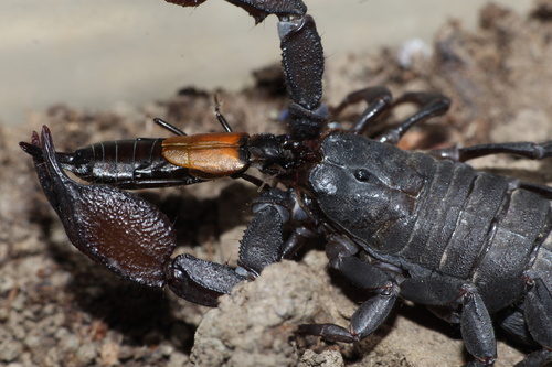 Scorpiops atomatus