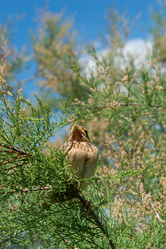 Corn Bunting