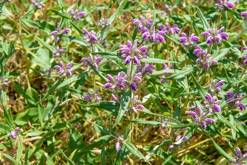 rough-leaved phlomis