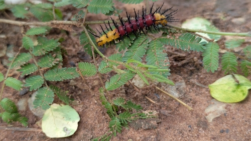 Warrior Acraea