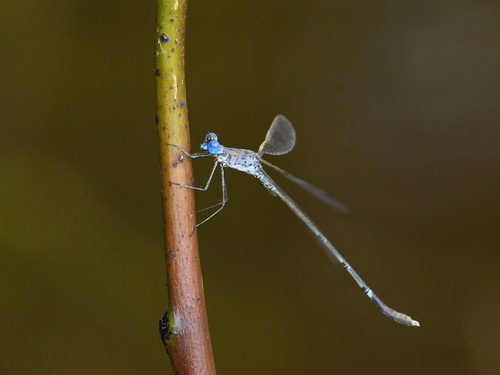Scalloped Spreadwing