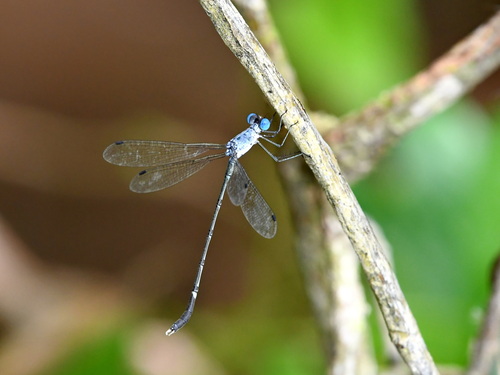 Scalloped Spreadwing