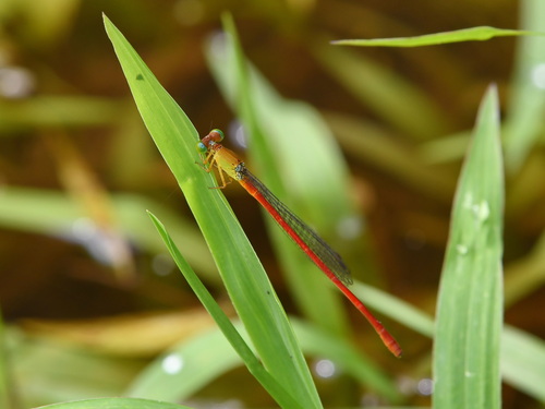 Ceriagrion lieftincki