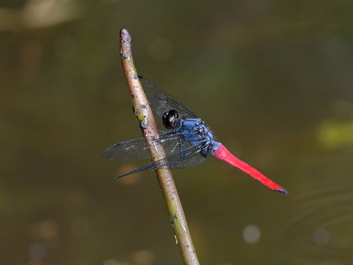Crimson-tailed Marsh Hawk
