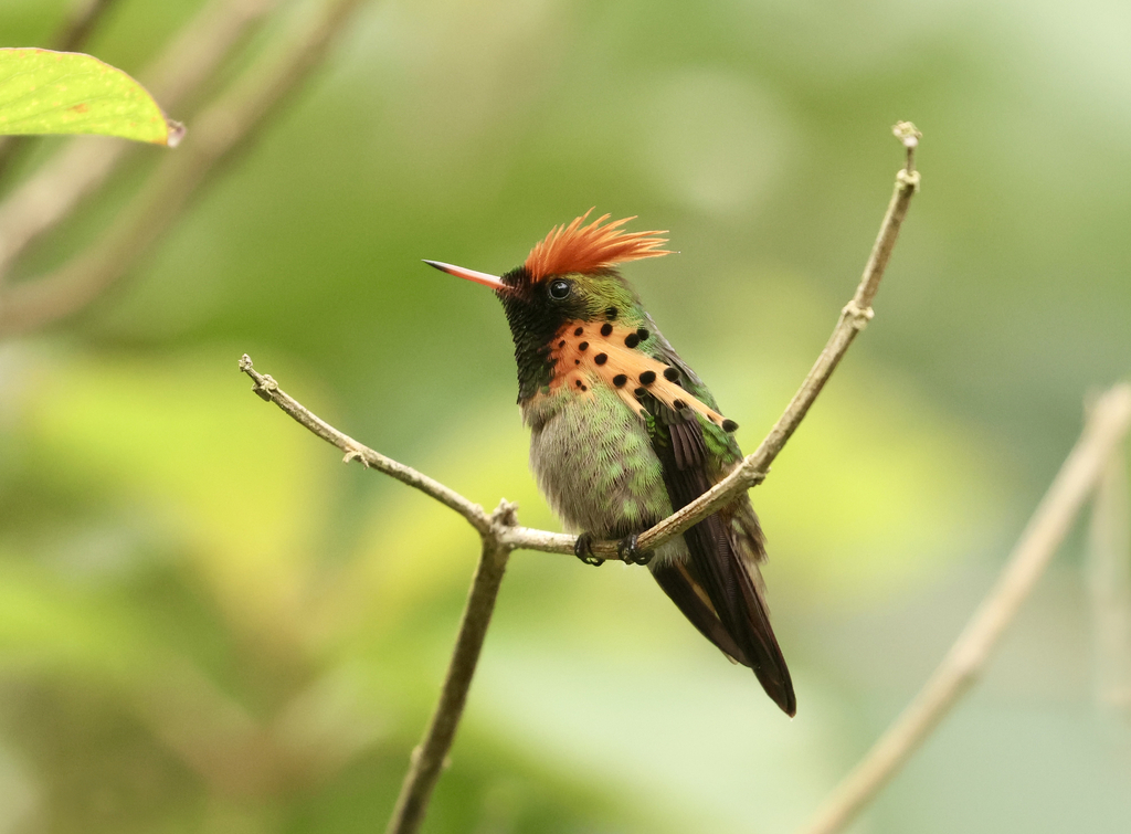 Tufted Coquette photo