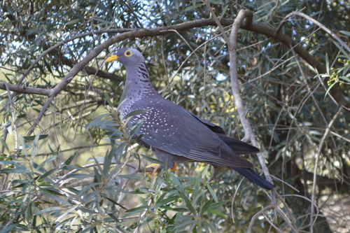 Rameron Pigeon