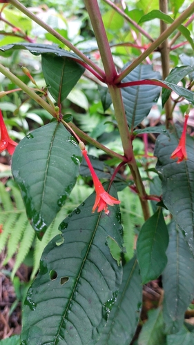 Fuchsia macrophylla