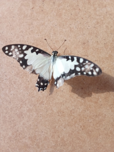 Angola White Lady
