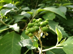 Solanum hazenii image