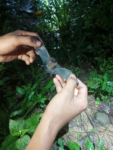 Dark Thick-thumbed Bat (Glischropus aquilus) — Data Deficient Mammalia