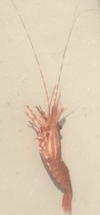 Pandalus platyceros image