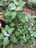 Common Lambsquarters - Photo (c) Mandy Rude, all rights reserved, uploaded by Mandy Rude