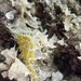 Observation photo