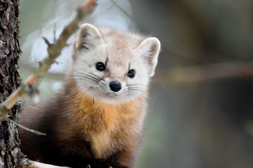 American Marten