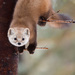 American Marten - Photo (c) Malory Owen, all rights reserved