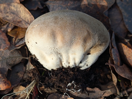 Smooth Puffball