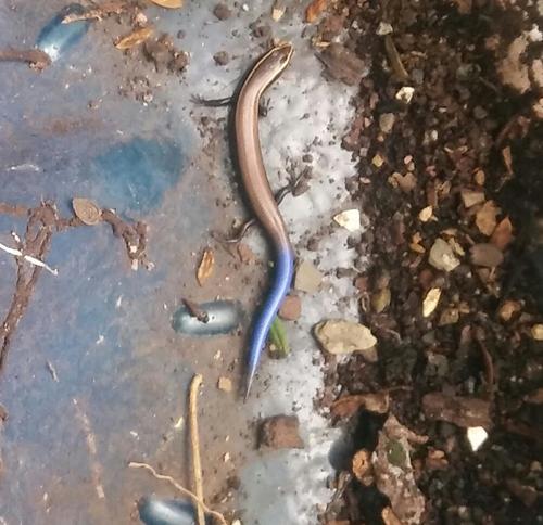 Cuernavaca Shortnose Skink