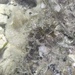 Observation photo