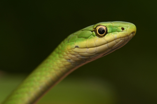 Rough Greensnake
