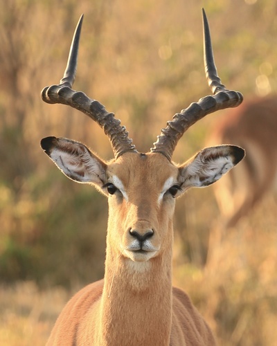 Common Impala