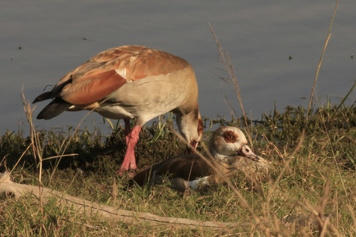Egyptian Goose