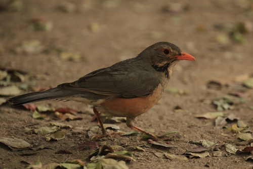 Kurrichane Thrush